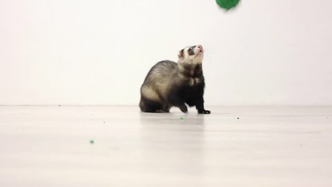 the ferret jumps for the ball and playing with it 