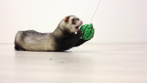 the ferret jumps for the ball and playing with it 