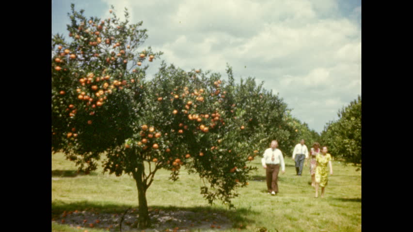 1940s: Two couples walk in grassy orchard, pick fruit from trees | Shutterstock HD Video #1008199132