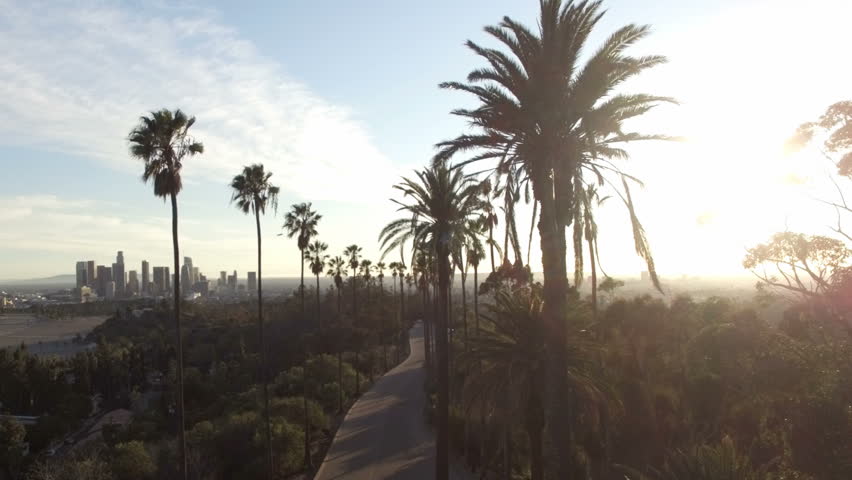 Drone view through tall palm trees to downtown Los Angeles