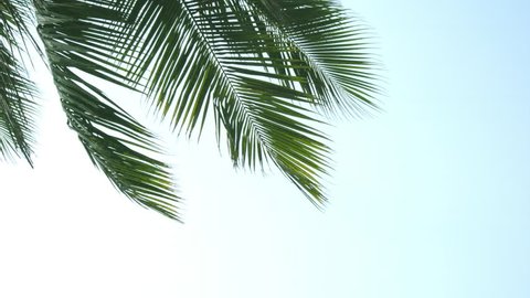 palm trees background beach and sky cloud summer nature green leaf