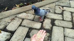Footage video  Blue pigeons doubt hesitate to eat grains in my hands