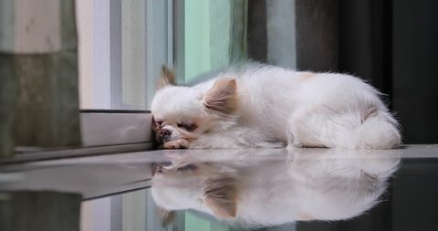 white adult chihuahua small dog  sleeping wait the owner in front of door