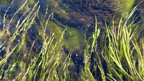 Video of transparent water of Altai river Kurkurek. Water grass and green alga are seen on the bottom and mooving in the stream. Altai, Siberia, Russia
