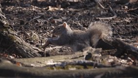 Close up video of a squirrel with grey fur sitting on the ground munching on a leaf and then running behind a tree in Busse Forest Preserve elk pasture with trees and leaves in background.