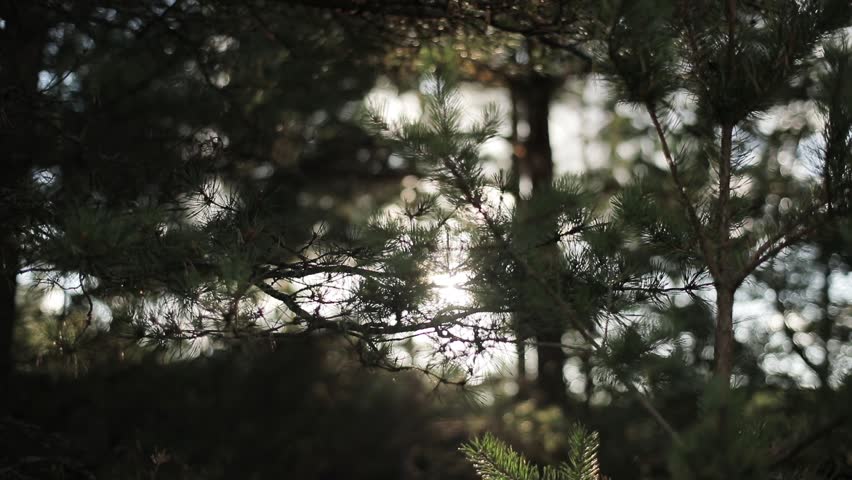 Soft sun beams shine through pine tree needles air macro close up slow motion rack focus. Morning sunshine illuminates coniferous forest bokeh motion background. Calm meditation conscious being sample Royalty-Free Stock Footage #1008222277