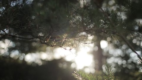Soft sun beams shine through pine tree needles air macro close up slow motion rack focus. Morning sunshine illuminates coniferous forest bokeh motion background. Calm meditation conscious being sample