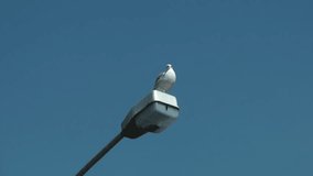 1920x1080 25 Fps. Very Nice Lonely Bird is Standing on the Street Electric Lamp and Looking Around Video.