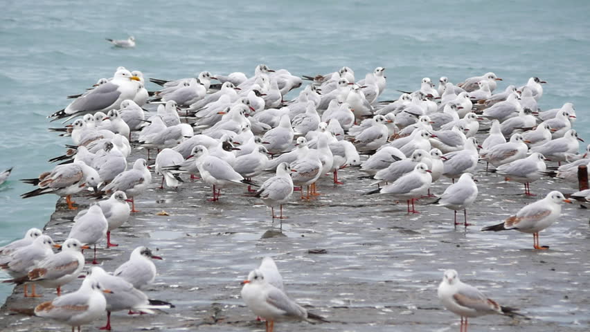 Seagulls on the pier near the sea