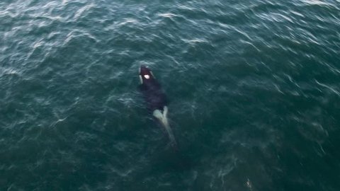 Drone Killer Whale Orca Vancouver Island