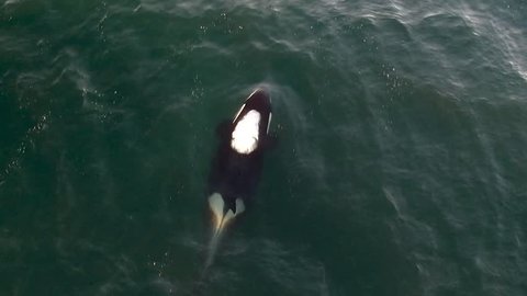 Aerial Drone Shot of Killer Whale Blow Hole Spray Vancouver Island 