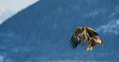 Golden eagle landing in the snow at mountain peak at the winter