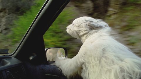 White dog peering through the window of a moving car. In the background is blurred sight environment because of the speed.
