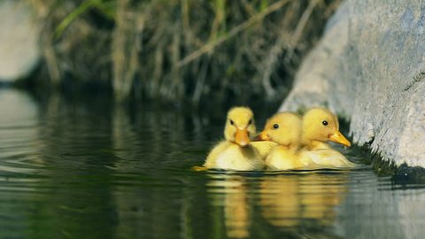 Three duckling swim freely in liquid water. Filmed from a low angle on a sunny day.
