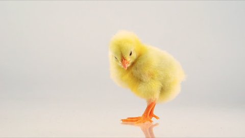  Little Chick on a White Background. Chick Takes Care of Fluff and Slowly Comes Out of the Frame.