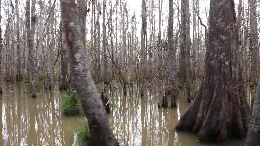 Drifting down the Louisiana Bayou