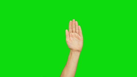 White man left hand raised on a green background. Palm of hand. Raised hand moves. Hand rises and falls. Alpha channel, keyed green screen.