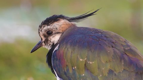 Close up portrait of Northern Lapwing standing on the ground, looking around and preening its feathers after a bath with soft green background on a cloudy and cold winter day in the wetland.