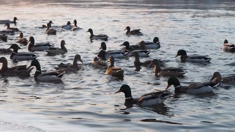 A flock of mallards ducks on the river
