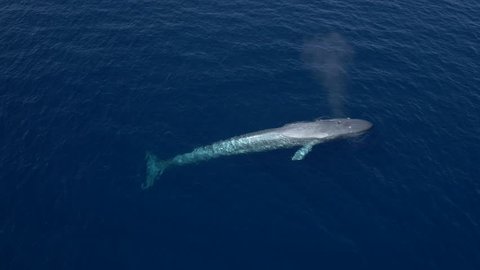 Aerial view of majestic blue whale in calm, blue ocean, floats, ascends, blows and dives again 