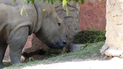 Close up White Rhino Eating Grass In Zoo Wild Animal In Cage