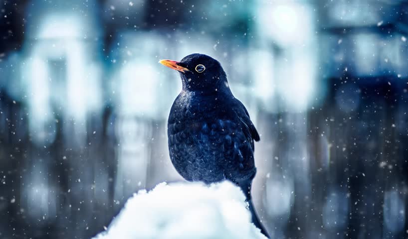 Blackbird in winter snowstorm
