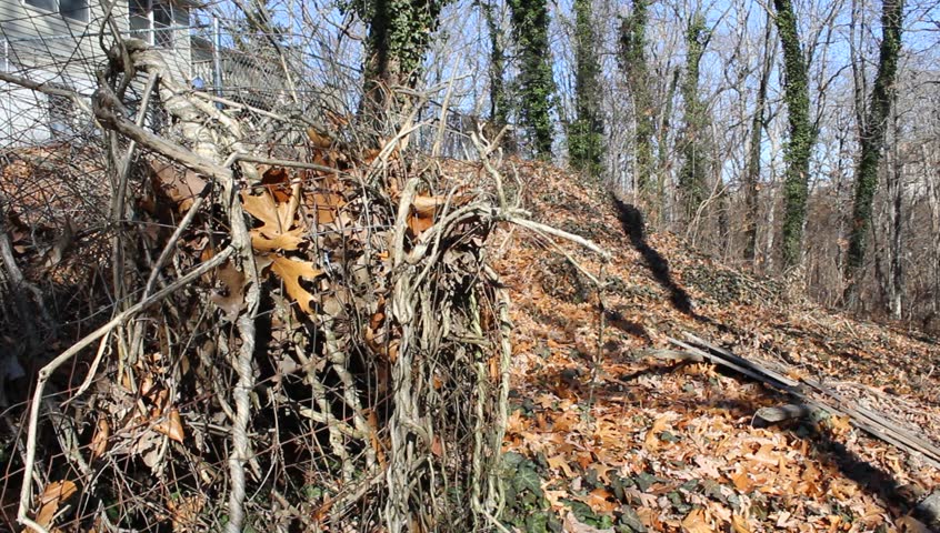 Scrap branches in rural Missouri.