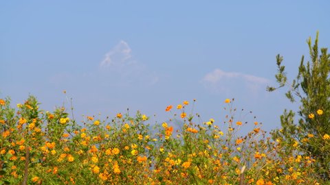 Yellow mountain flowers with Machapuchare mountain in the background, Nepal, Asia. 