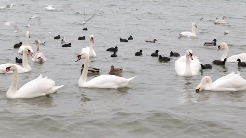 Swans, ducks, seagulls and seabirds are floating on the water.