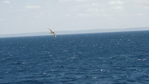 Sea Bird, Brown Booby - Flying Above Ocean