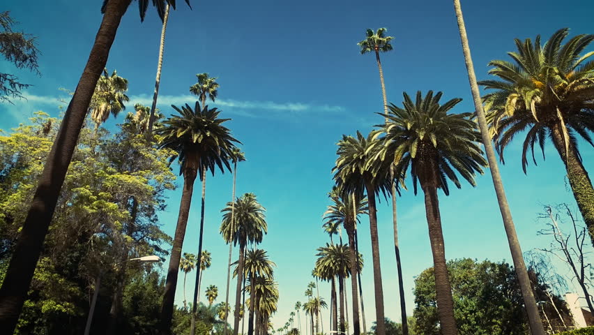 Palm trees over a blue sky. Driving through the sunny Beverly Hills. Los Angeles, California. 