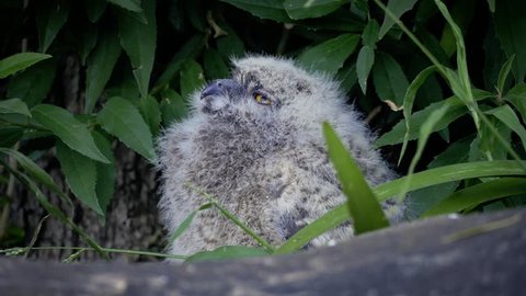4k Closeup Fluffy baby spotted eagle owl in nest looks up to camera left and chirps at mom, scratches wing and preens