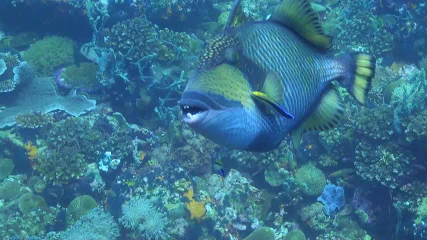 Titan Triggerfish With Cleaner Wrasses - Philippines Royalty-Free Stock Footage #1008276556
