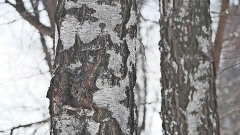 tree tree birch winter close-up russia nature the landscape traditions outdoors