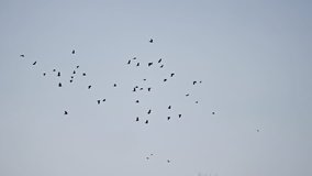 birds circling in the sky, a flock of dows pigeons. flock of birds flies in the sky