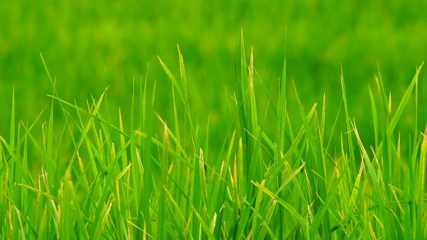 Green Field Background In Close Stock Footage Video 100 Royalty Free 1008279718 Shutterstock