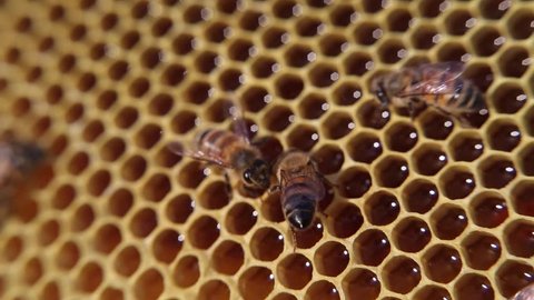 Bees convert nectar into honey Close-up Bee Flying Bee honeycomb hive, honey, apiary macro