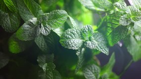 Mint. Fresh mint leaf background closeup. Growing organic mint close up. Rotation 360. 4K UHD video footage 3840X2160 