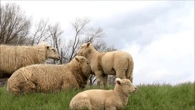 sheep family on a dike
