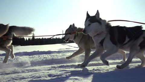 Dogs harnessed by dogs breed Husky pull sled with people, slow motion