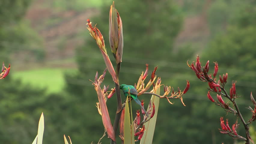 Malachite Sunbird feeding on  nectar