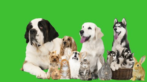 Group Pets On Green Screen Stock Footage Video (100% Royalty-free ...