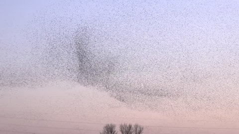 4K black birds make shapes in the sky 4K