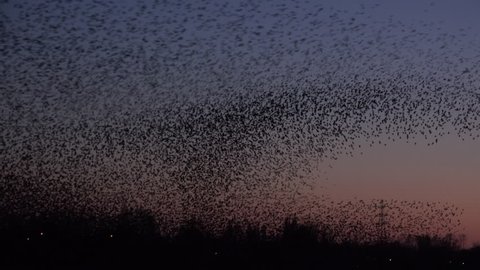 large flock of starlings 4k
