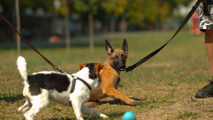 A dogs playing