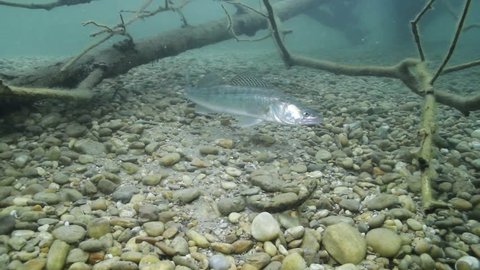 Huge Walleye, Zander or Pike-perch (Sander lucioperca). Underwater video of fresh water fish. Animals in nature. Swimming pike perch in the nature habitat.