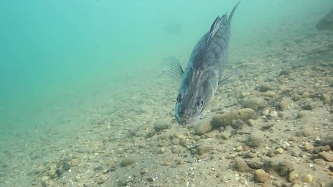 Huge Walleye, Zander or Pike-perch (Sander lucioperca). Underwater video of fresh water fish. Animals in nature. Swimming pike perch in the nature habitat.