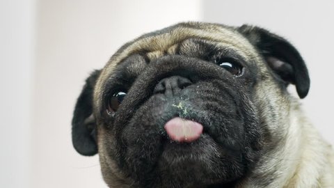 Extreme closeup portrait of hungry purebred puppy pug playing and licking transparent glass for fun, isolated over white background slow motion