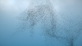 Stockfootage of a large flock of flying Birds in the sky - Swarm of Starlings flying in formation - Download Video in 4K