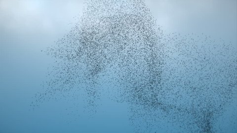 Stockfootage of a large flock of flying Birds in the sky - Swarm of Starlings flying in formation - Download Video in 4K